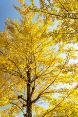 Fototapeta premium 整備された公園の色づいたイチョウの木