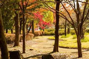 赤く色づいた公園の樹々