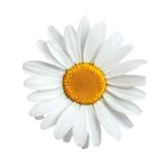 Selbstklebende Fototapeten A single transparent chamomile daisy flower isolated on a light background showcasing its delicate petals and vibrant center, one transparent chamomile daisy flowerfile of isolated object © Iftikhar alam