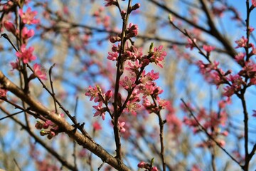Branches of a young tree with pink flowers