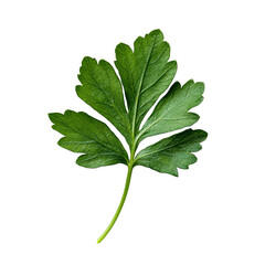 Fresh parsley leaf on a transparent background highlighting its vibrant green color and unique leaf structure, Parsley leaf isolated on transparent background