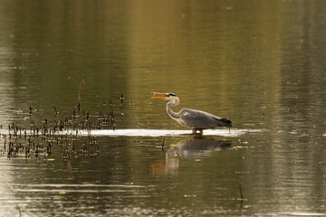 czapla siwa © Marcin