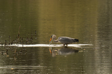 Czapla Siwa © Marcin