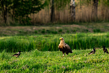Bielik  © Marcin