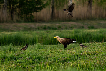 Bielik  © Marcin