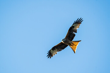 kania ruda © Marcin