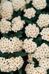 Collection of vibrant floral images showcasing diverse flowers in lush garden settings. Each photo captures close-up details of petals, colors, and textures, set against natural green foliage or blurr