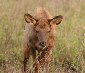 Adorable Elk Calf 