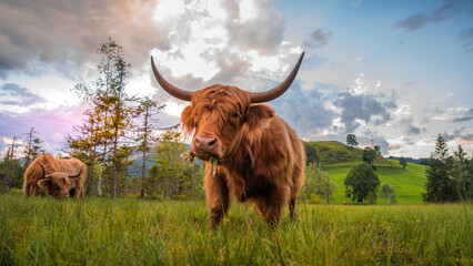 A cattle in the middle of a green meadow with cloudy sky and alpine mountains in the background.