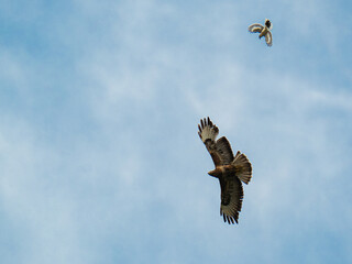 Myszołów © Marcin