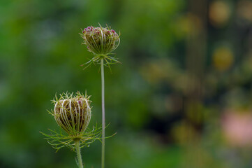 Wild plants, wild carrot (common carrot), gardening