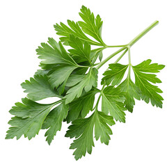 coriander leaves isolated