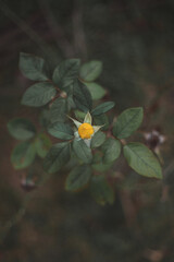 Collection of vibrant floral images showcasing diverse flowers in lush garden settings. Each photo captures close-up details of petals, colors, and textures, set against natural green foliage or blurr