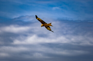 A bird of prey flying against the sky.