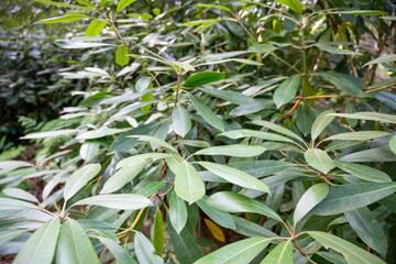 green leaves background
