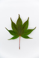 leaf isolated on white background