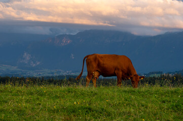 Alpine cows grazing in the mountains.
