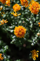 orange flowers in the garden