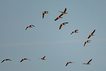 crane swarm in thuringia near Straussfurt