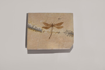 Dragonfly Fossil Captured in Stone © diegograndi