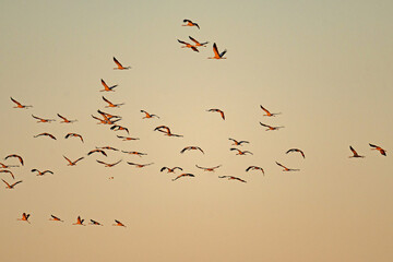 crane swarm in thuringia near Straussfurt