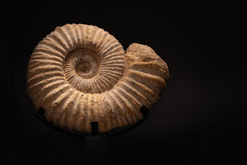 Ancient Spiral Ammonite Fossil