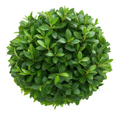 Fototapeta premium Vibrant Green Foliage