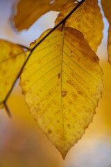 autumn leaves on the tree