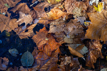 autumn leaves in the water