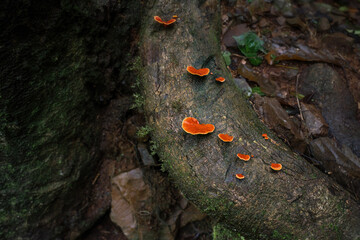 Blood-red Bracket Fungus Mushrooms (Pycnoporus sanguineus)