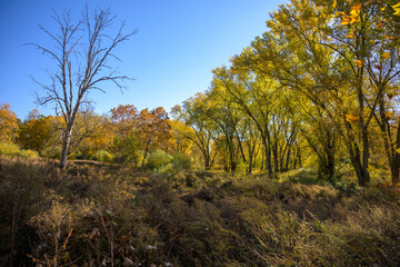 autumn trees in the forest
