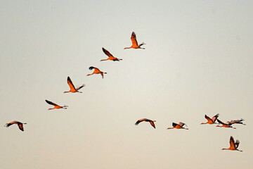 crane swarm in thuringia near Straussfurt