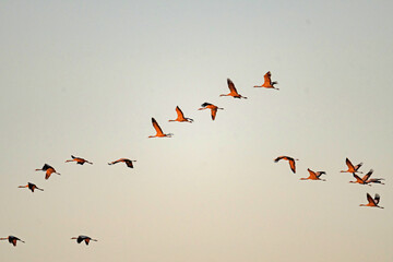crane swarm in thuringia near Straussfurt
