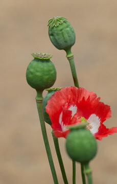 Poppy plant with pods and flower