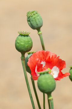 Poppy plant with pods and flower