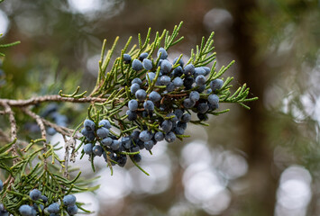 branch of a tree with berries