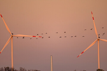 Naklejka premium crane swarm in thuringia near Straussfurt