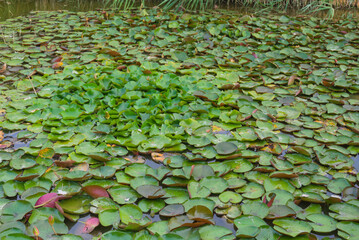 leaves in the pond