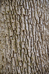bark of a tree