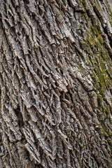 Bark of a tree