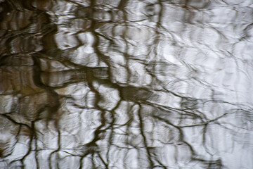 tree reflection in water