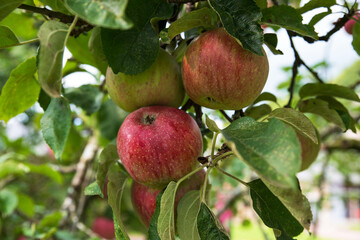 Close-up of red apples on a tree in a garden