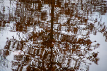 tree reflection in water