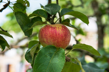 Close-up of red apples on a tree in a garden