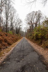 country road in autumn