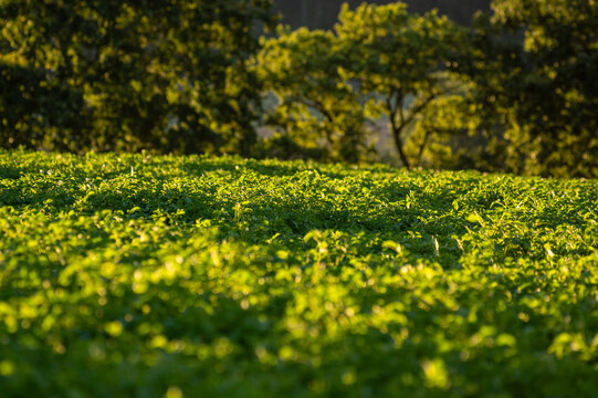 Beautiful spring greenery, green forest and grass background.