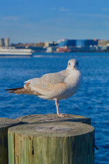 Seagull looking at Hudson River