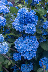 Blue Hydrangea 