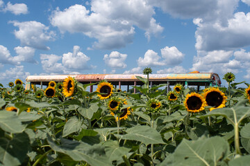 Sunflower field in front of an abandoned bus