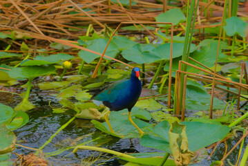 Bird at Everglades National Park